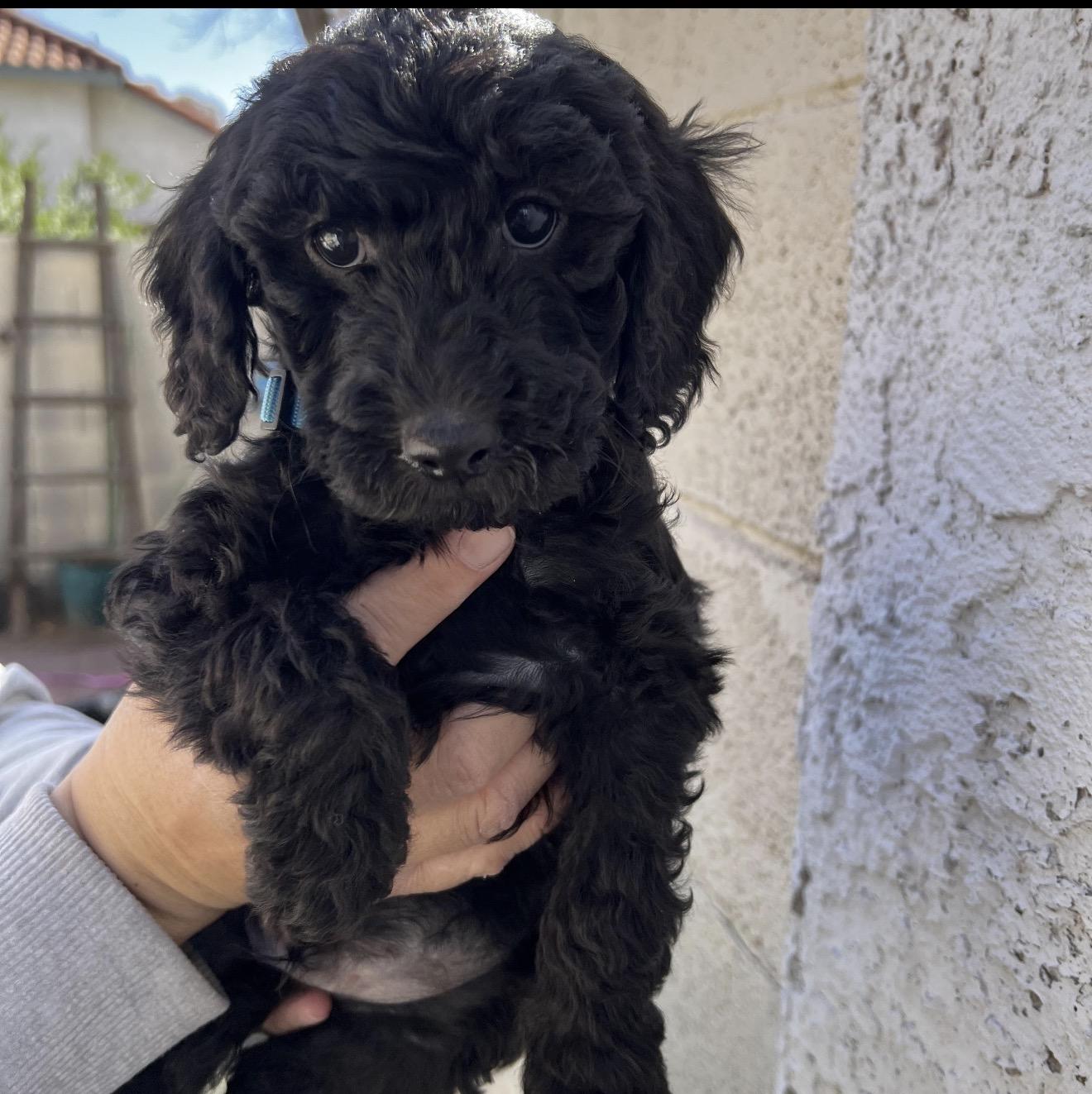 Enlarge VELVET (CHIP), a Adoptable Goldendoodle in Las Vegas, NV image 2/2