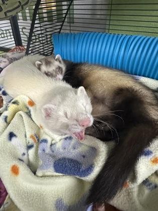 Henry, Adoptable, Adult Male Ferret.