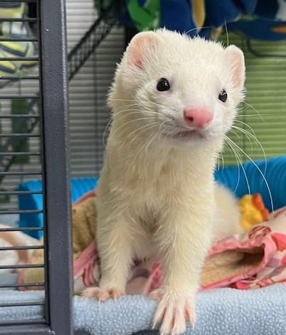 Enlarge Henry, a Adoptable Ferret in Eugene, OR image 3/3
