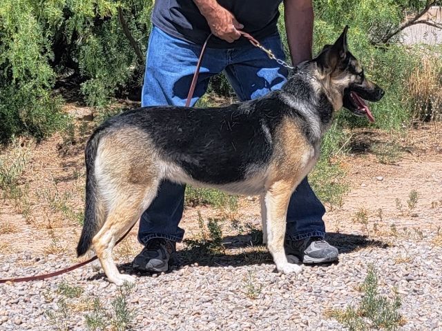 Maribel, Adoptable, Adult Female German Shepherd Dog.