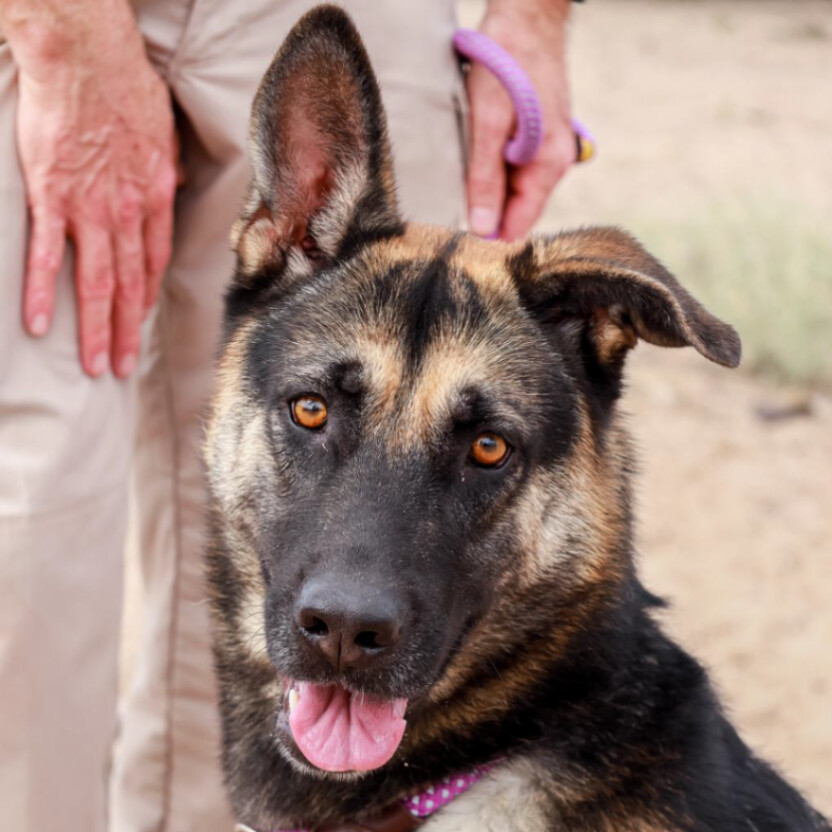 Enlarge Maribel, a Adoptable German Shepherd Dog in Alamogordo, NM image 2/8