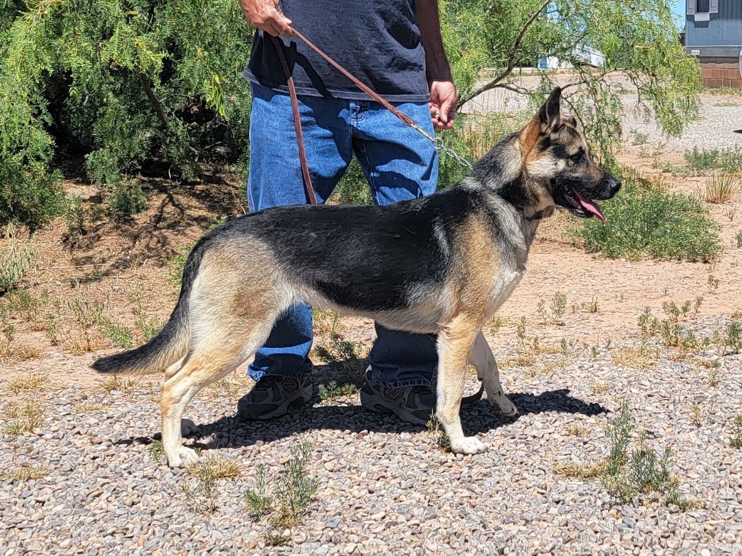 Enlarge Maribel, a Adoptable German Shepherd Dog in Alamogordo, NM image 3/8