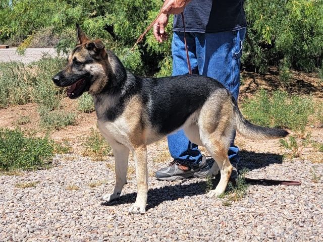 Enlarge Maribel, a Adoptable German Shepherd Dog in Alamogordo, NM image 4/8