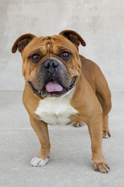 Gordy, a Adoptable mixed breed in Longmont, CO image 1/3