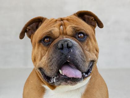 Gordy, a Adoptable mixed breed in Longmont, CO image 2/3