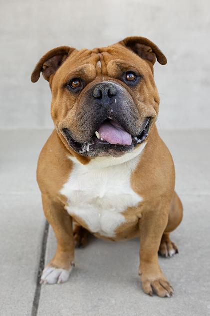 Gordy, a Adoptable mixed breed in Longmont, CO image 3/3
