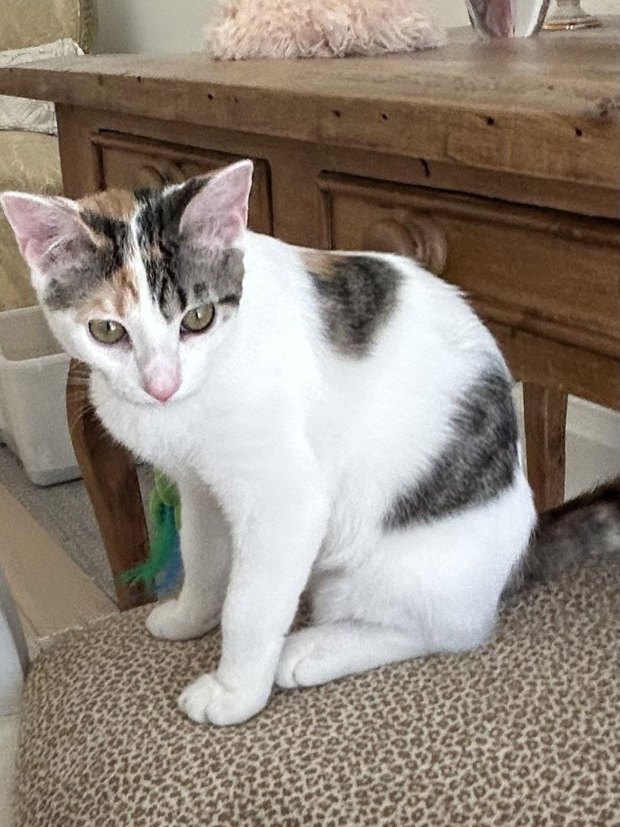 BONDED PAIR: Milo and Ivy, Adoptable, Young Female Domestic Short Hair.