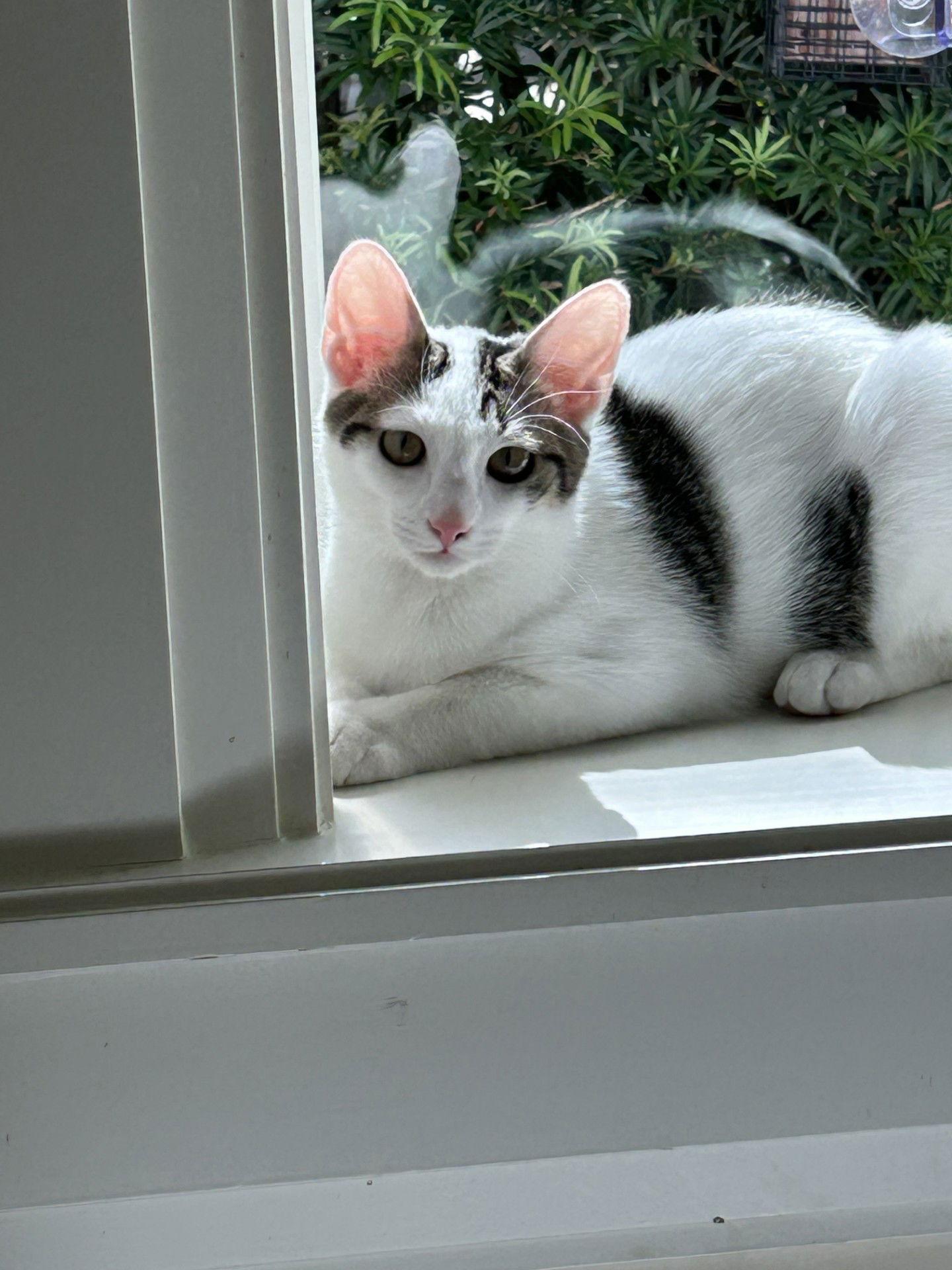 Enlarge BONDED PAIR: Milo and Ivy, a Adoptable Domestic Short Hair in Naples, FL image 2/2