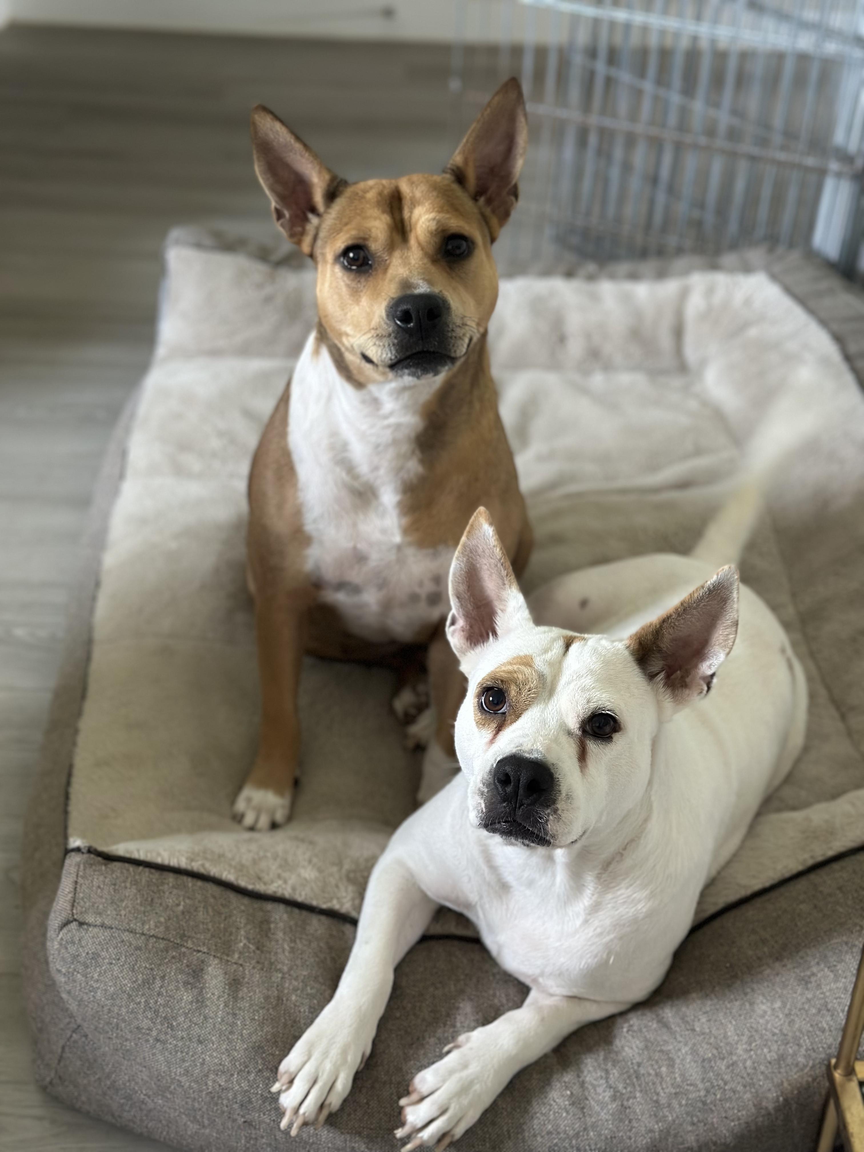 Charlotte & Fern Carolina Dog Dog