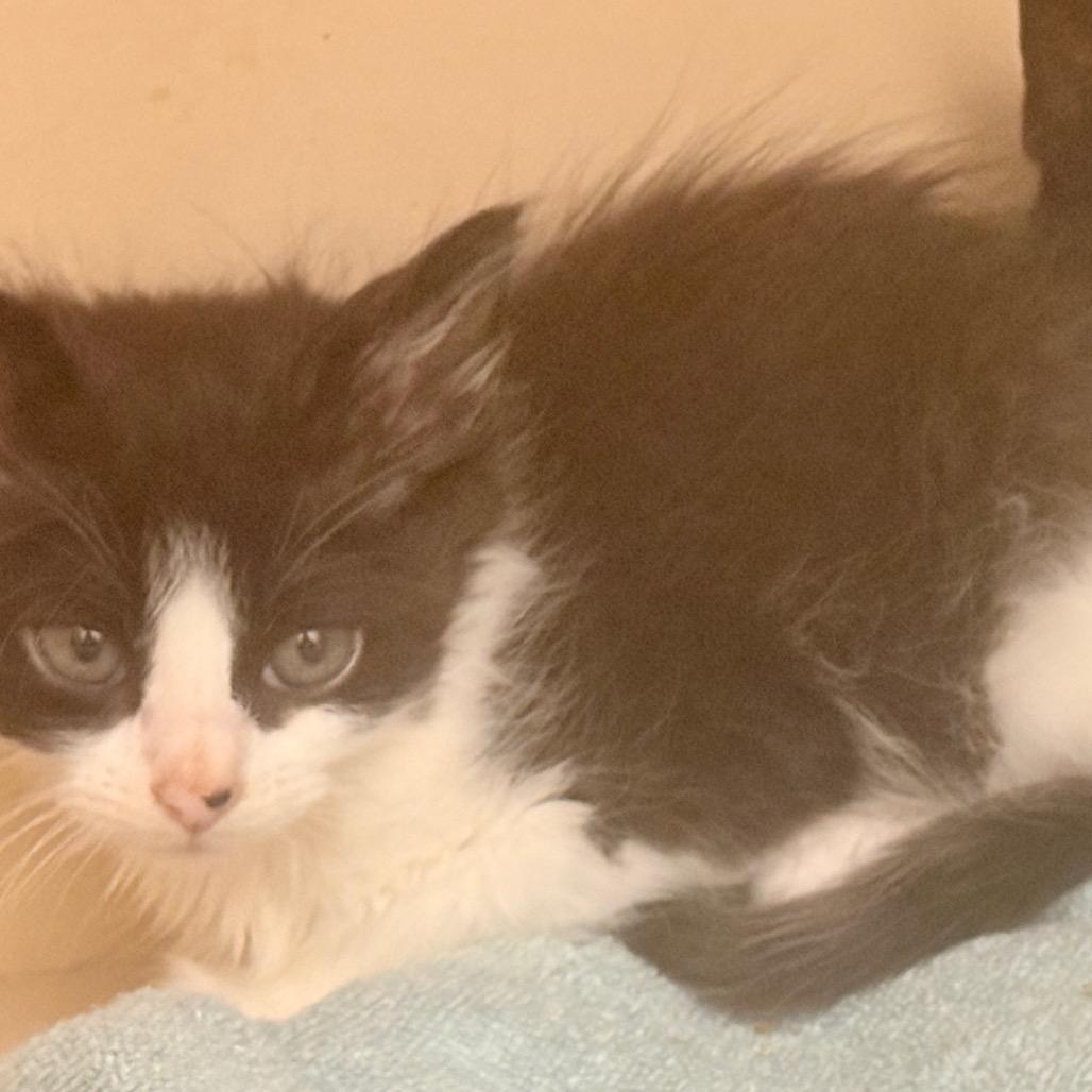 Marilyn Monroe A26-032, Adoptable, Kitten Female Domestic Long Hair & Domestic Short Hair.