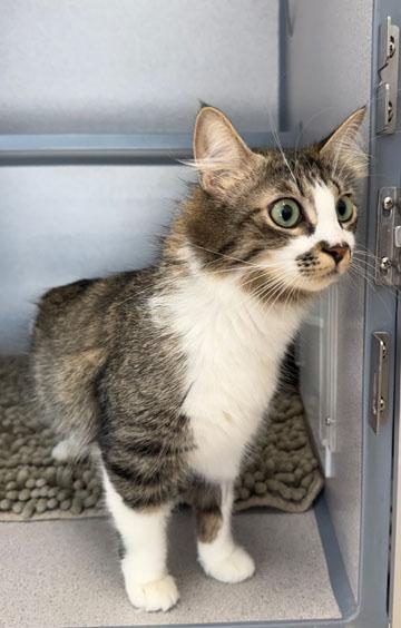 Penelope, ADOPTABLE, Young Female Domestic Long Hair.