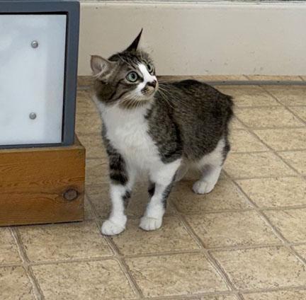 Penelope, a ADOPTABLE Domestic Long Hair in Gardnerville, NV image 3/3