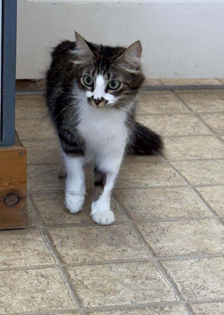 Penelope, a ADOPTABLE Domestic Long Hair in Gardnerville, NV image 2/3