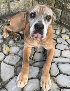 Enlarge Doo Dah, a Adoptable Cane Corso in Longwood, FL image 1/6