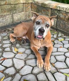 Enlarge Doo Dah, a Adoptable Cane Corso in Longwood, FL image 2/6