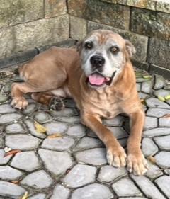 Enlarge Doo Dah, a Adoptable Cane Corso in Longwood, FL image 3/6