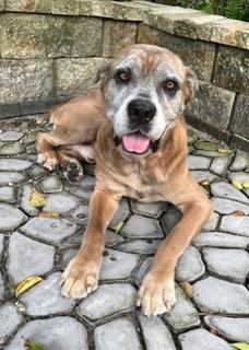 Enlarge Doo Dah, a Adoptable Cane Corso in Longwood, FL image 5/6