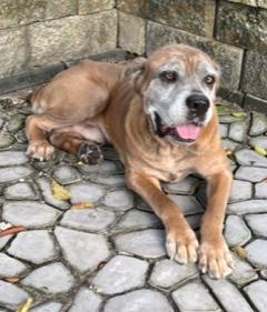 Enlarge Doo Dah, a Adoptable Cane Corso in Longwood, FL image 6/6