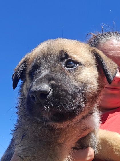 Serena, Adoptable, Puppy Female Great Pyrenees & Mixed Breed.