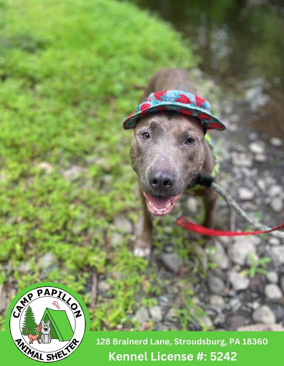 Melody, Adoptable, Young Female Pit Bull Terrier.
