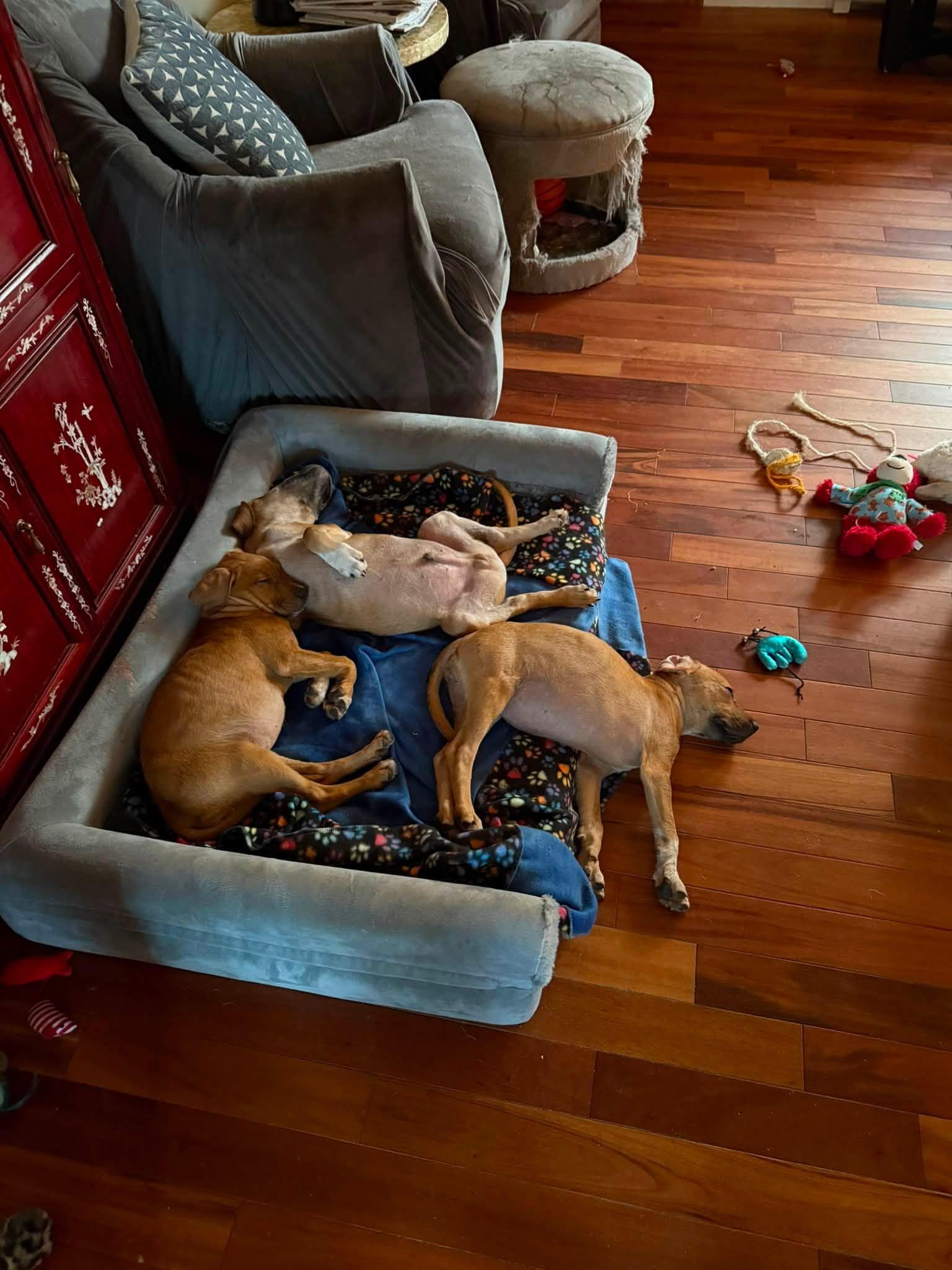 Enlarge Zuri, a Adoptable mixed breed in Farmingdale, NJ image 2/3