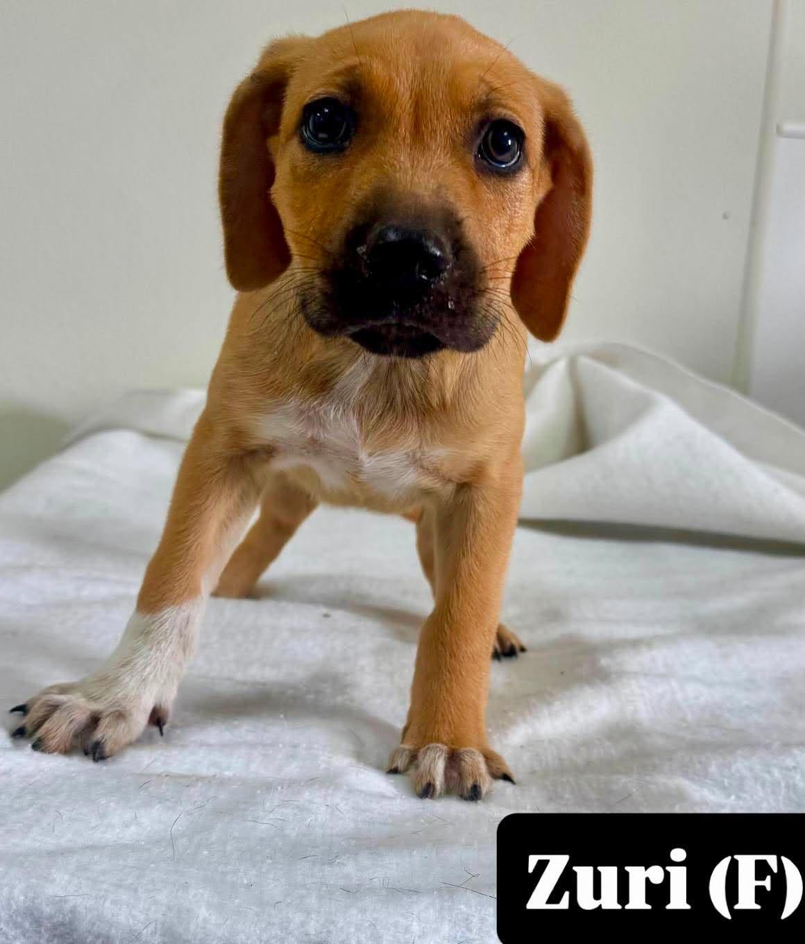 Zuri, Adoptable, Puppy Female Hound.