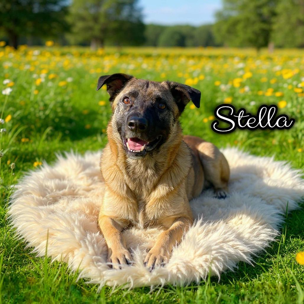 Stella - PAWS, Adoptable, Adult Female Mixed Breed.
