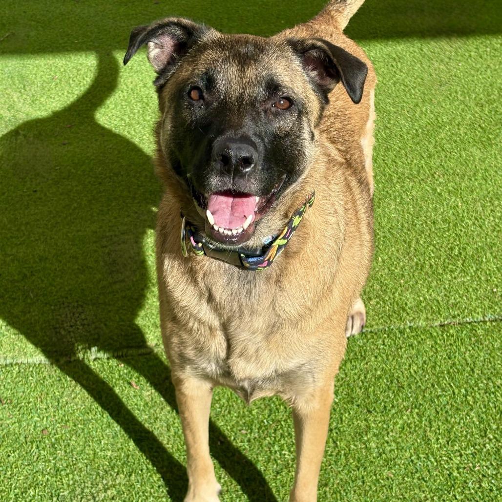 Stella - PAWS, a Adoptable Mixed Breed in Las Cruces, NM image 1/4