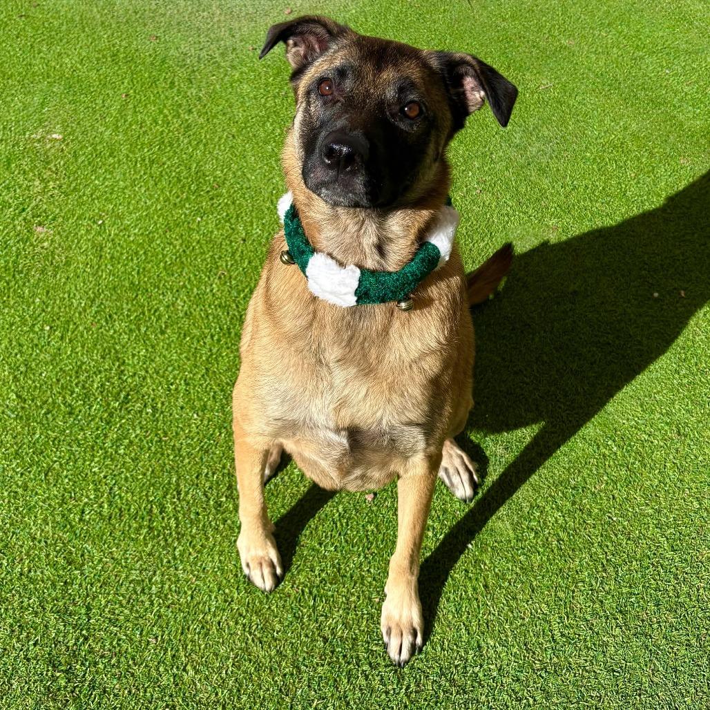 Enlarge Stella - PAWS, a Adoptable Mixed Breed in Las Cruces, NM image 3/6