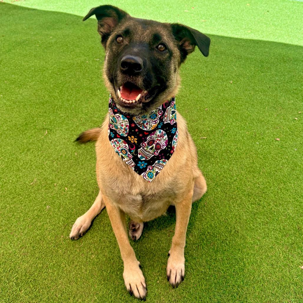 Enlarge Stella - PAWS, a Adoptable Mixed Breed in Las Cruces, NM image 4/6