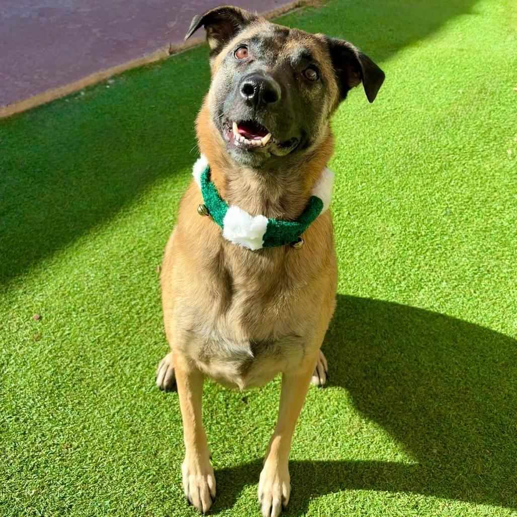 Enlarge Stella - PAWS, a Adoptable Mixed Breed in Las Cruces, NM image 5/6