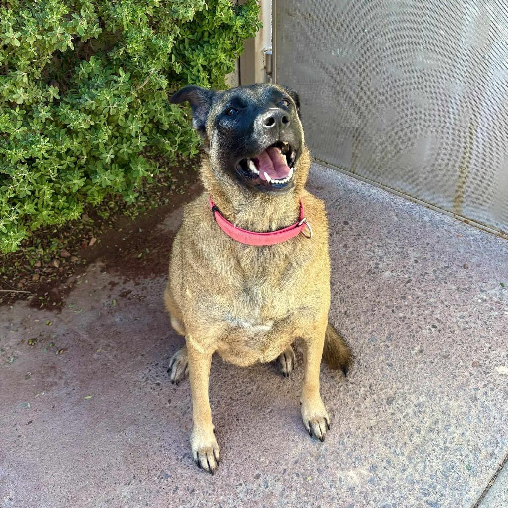 Stella - PAWS, a Adoptable Mixed Breed in Las Cruces, NM image 4/4