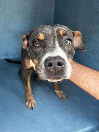 Felicia - 2, Adoptable, Young Female Mixed Breed & Mixed Breed.