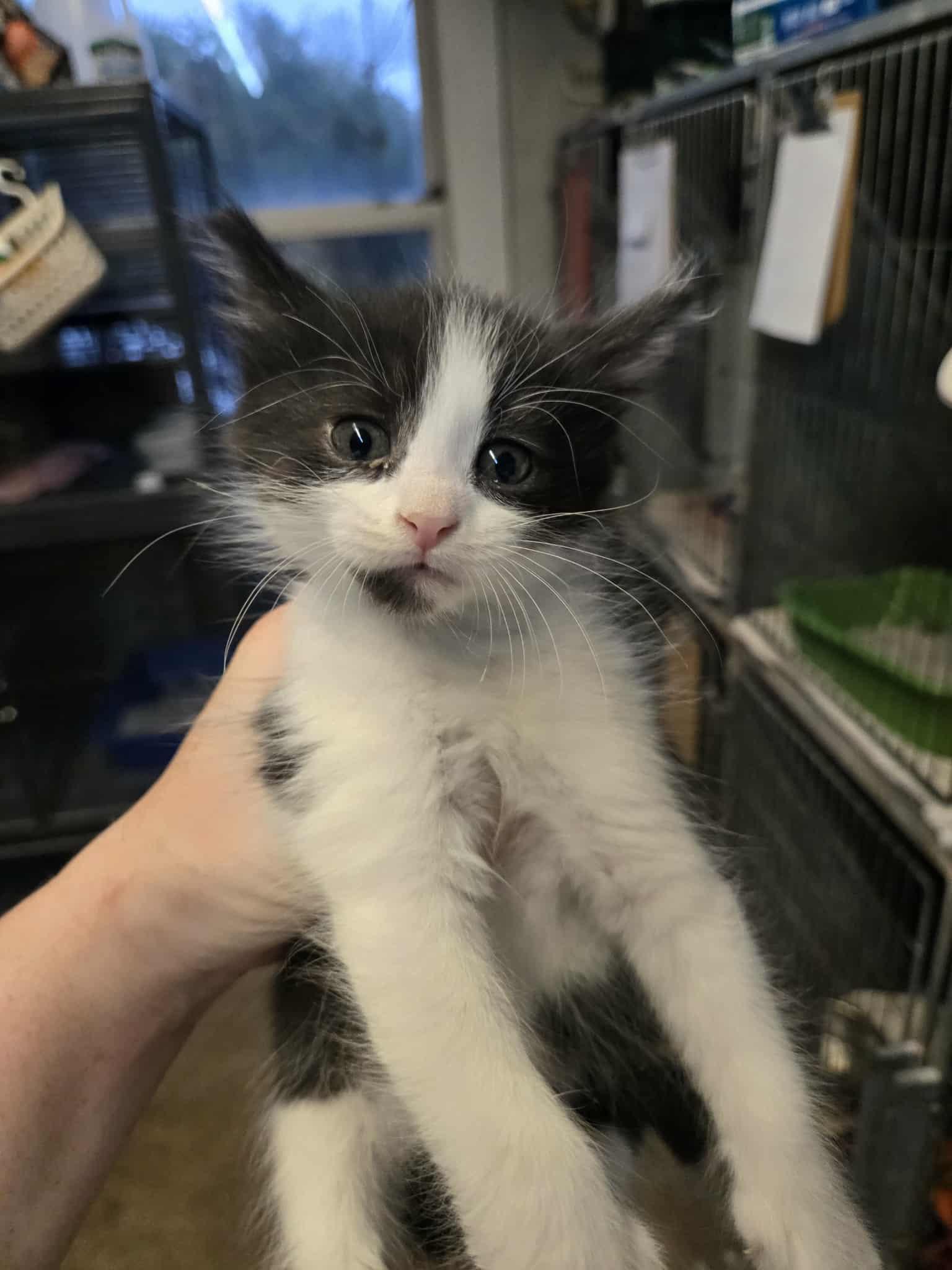 26-47, adopted, Kitten Male Domestic Short Hair.