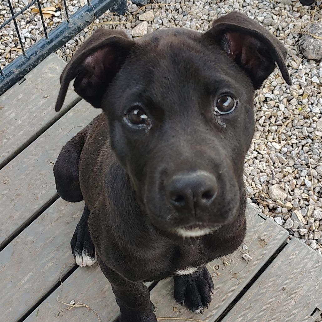 Peeta Mallark, Adoptable, Puppy Male Mixed Breed.