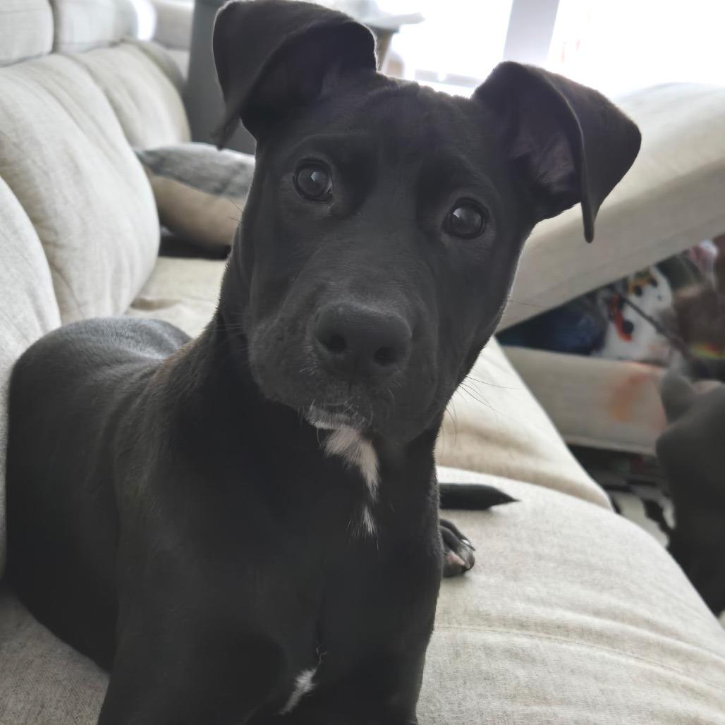 Peeta Mallark, a Adoptable Mixed Breed in Springtown, TX image 2/5