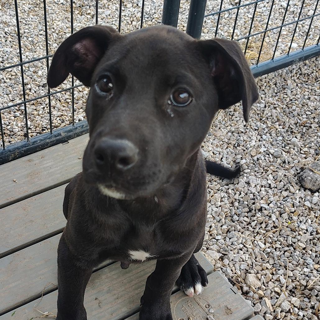Peeta Mallark, a Adoptable Mixed Breed in Springtown, TX image 3/5