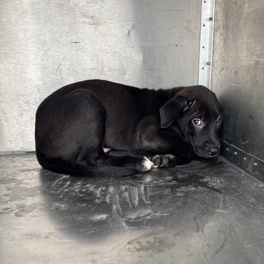 Peeta Mallark, a Adoptable Mixed Breed in Springtown, TX image 4/5