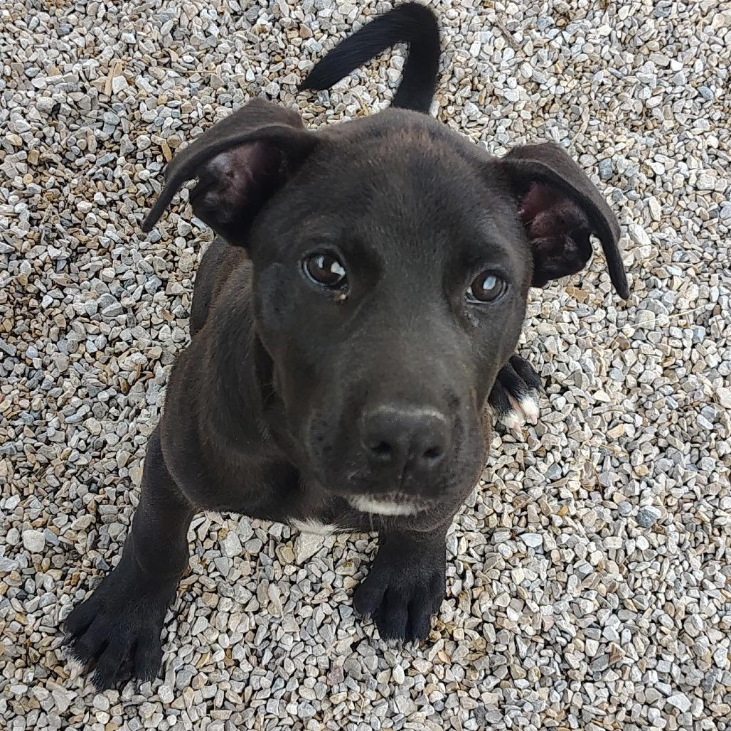 Peeta Mallark, a Adoptable Mixed Breed in Springtown, TX image 5/5