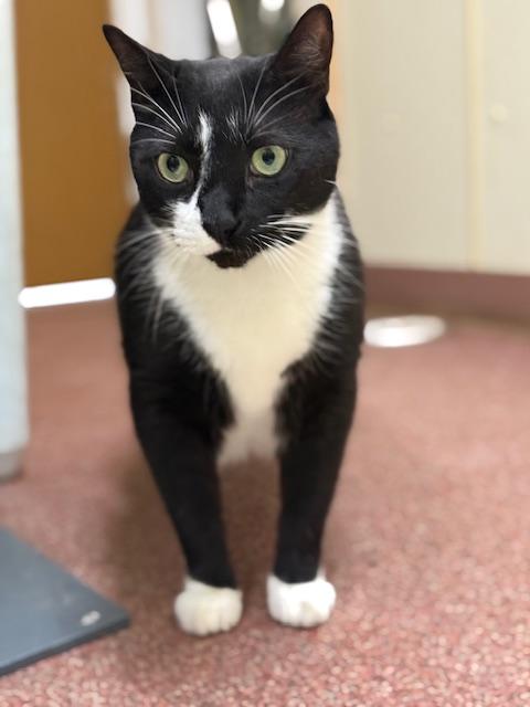 Zeke, Adoptable, Adult Male Domestic Short Hair.