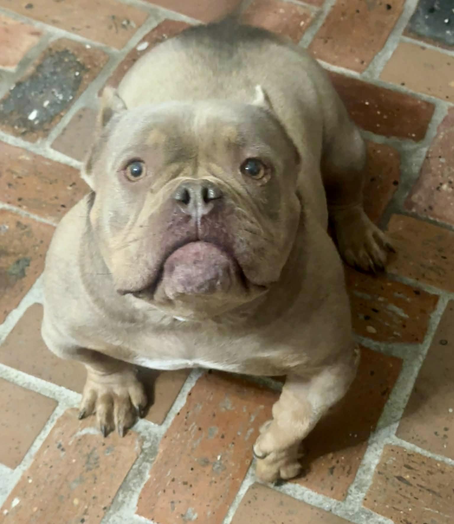 Ava, Adoptable, Adult Female American Bully.