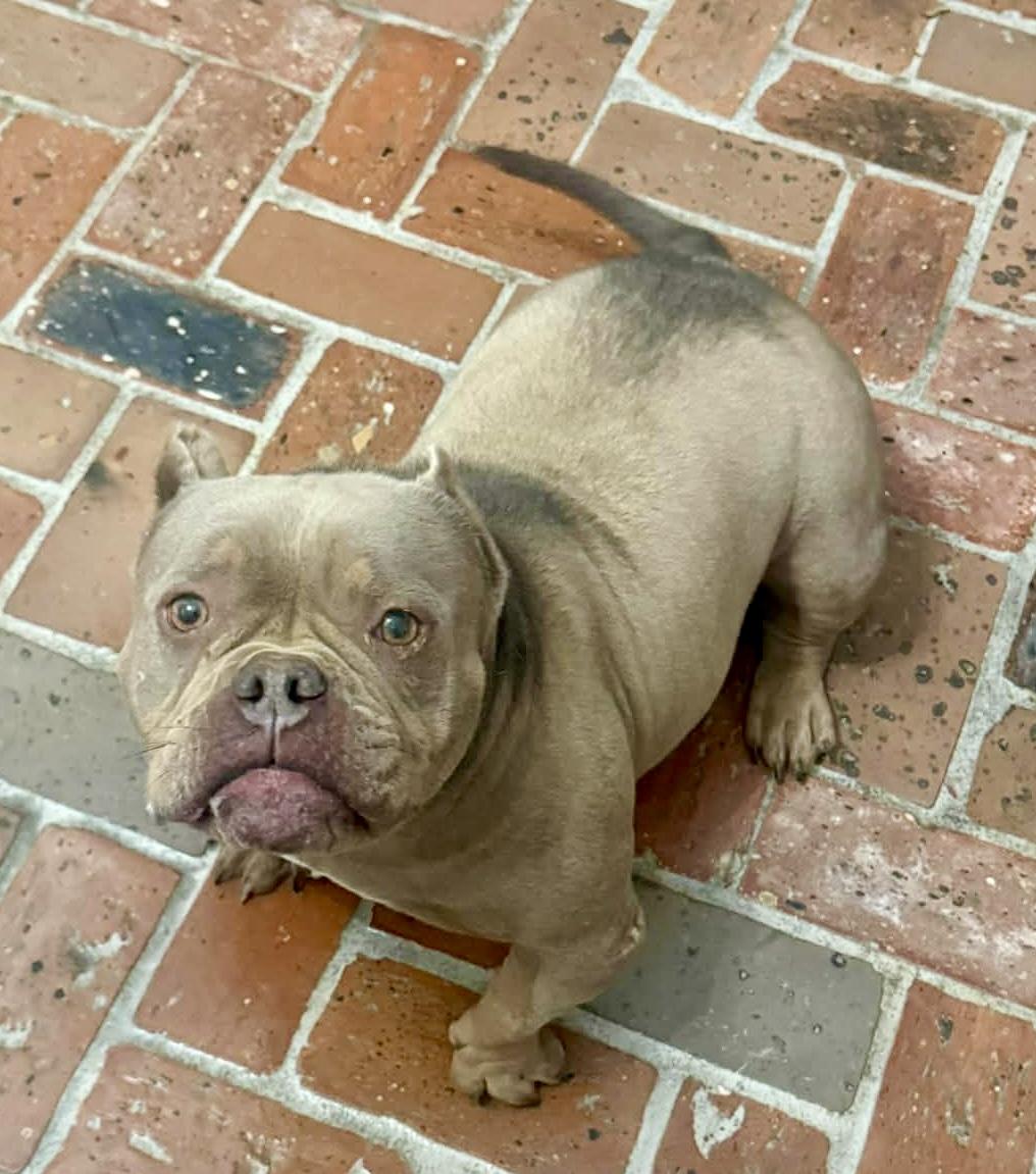 Ava, a Adoptable mixed breed in Monroe, MI image 2/3