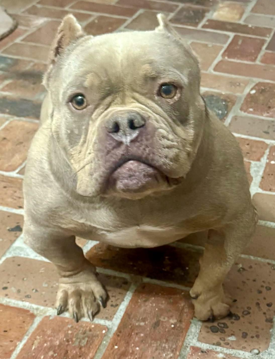 Ava, a Adoptable mixed breed in Monroe, MI image 3/3