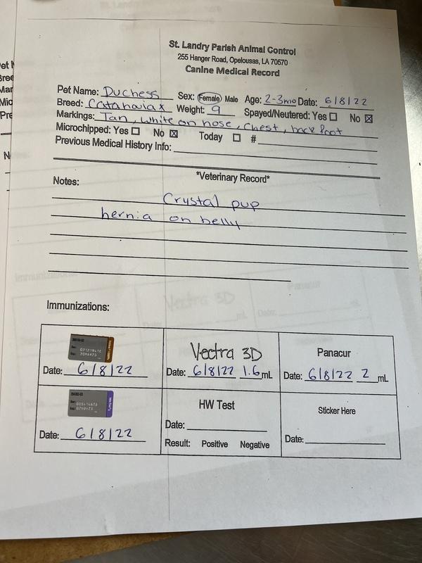 Enlarge Duchess, a Adopted mixed breed in Opelousas, LA image 1/2