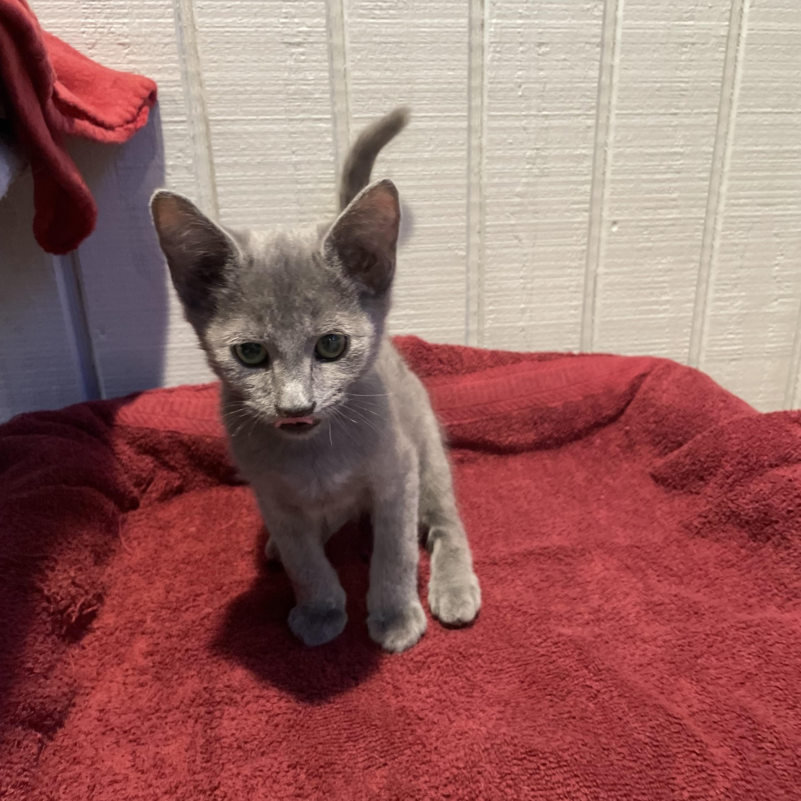 Enlarge Storm, a Adoptable mixed breed in Tifton, GA image 2/2