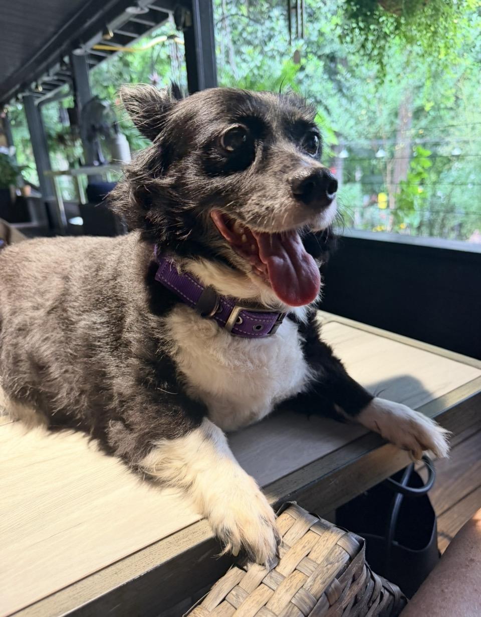 Eve, ADOPTABLE, Adult Female Border Collie & Mixed Breed.