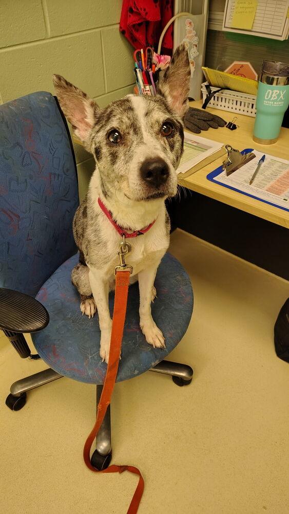Lady Sage, Adoptable, Adult Female Pit Bull Terrier & Border Collie.