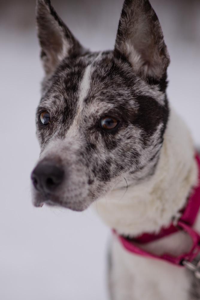 Enlarge Lady Sage, a Adoptable mixed breed in Kalamazoo, MI image 2/3