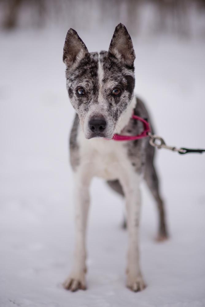 Enlarge Lady Sage, a Adoptable mixed breed in Kalamazoo, MI image 3/3