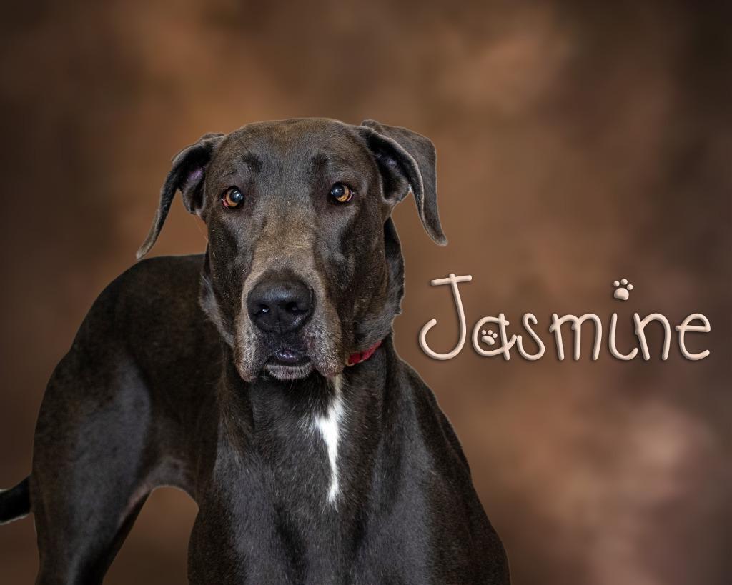 Jasmine, Adoptable, Adult Female Great Dane.
